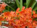 Asc. ampullaceum Orange x Hol. flavescens